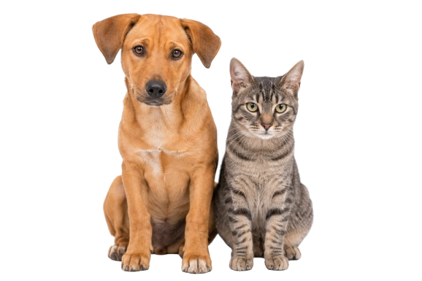 Cachorro e gato juntos disponíveis para adoção